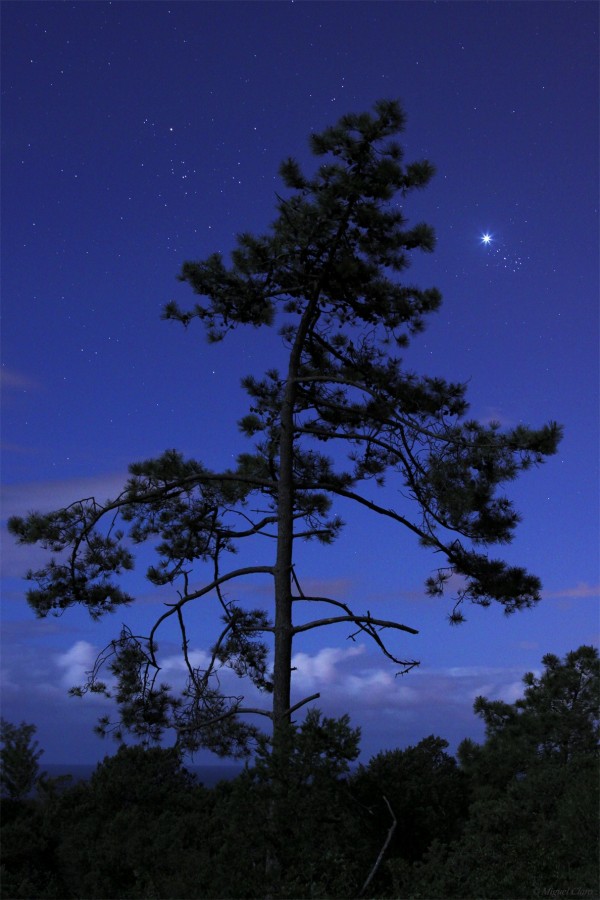 Venus_Pleiades-Tree-2012-Final-net